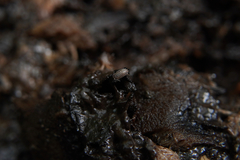 Porcellium collicola