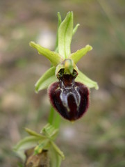 Ophrys sphegodes massiliensis