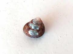 Steromphala umbilicaris