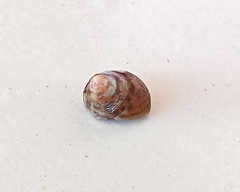 Steromphala umbilicaris