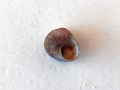 Steromphala umbilicaris