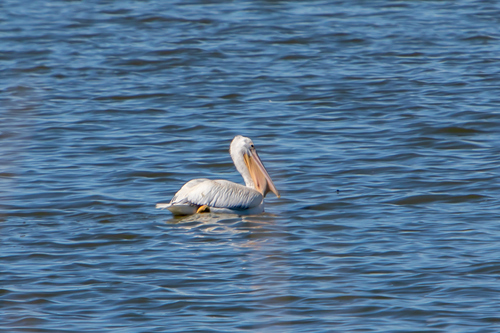 American White Pelican photographed in Kansas