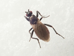 Crumomyia nitida