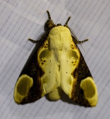 Formofentonia orbifer