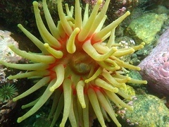 Cribrinopsis similis