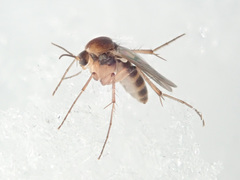Mycetophila formosa