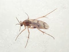 Mycetophila formosa