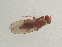 Suillia flavifrons