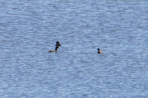American Coot photographed in Kansas
