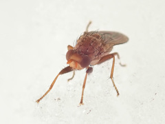 Suillia flavifrons