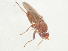 Suillia flavifrons