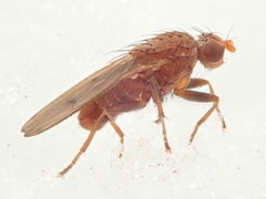 Suillia flavifrons