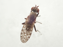 Pherbellia schoenherri