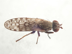 Pherbellia schoenherri