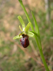 Ophrys sphegodes massiliensis