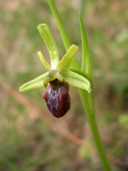 Ophrys sphegodes massiliensis