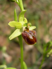 Ophrys sphegodes massiliensis