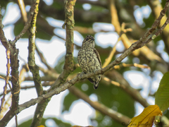 Picumnus squamulatus