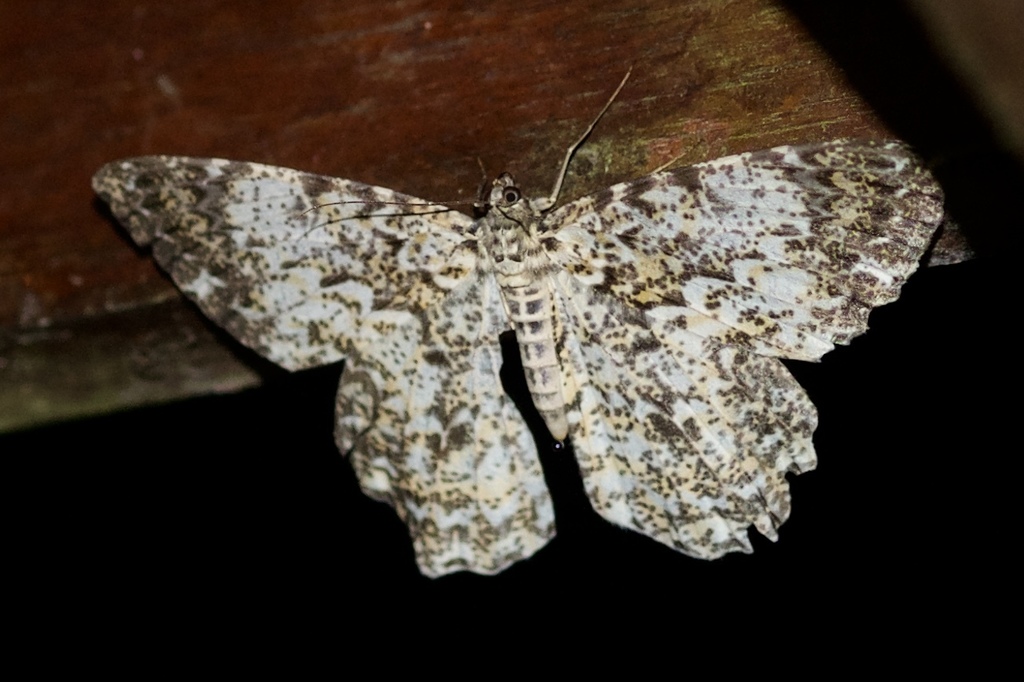 Amblychia cavimargo