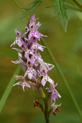 Dactylorhiza fuchsii