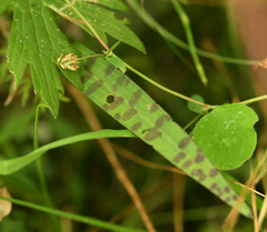 Dactylorhiza fuchsii
