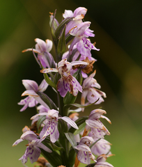 Dactylorhiza fuchsii