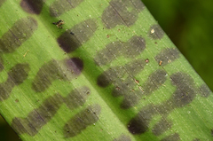 Dactylorhiza fuchsii