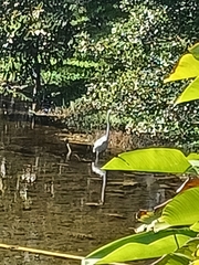 Ardea alba