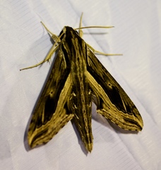 Hippotion velox