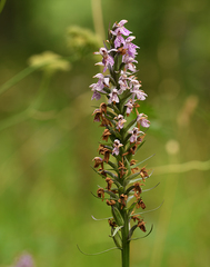 Dactylorhiza fuchsii