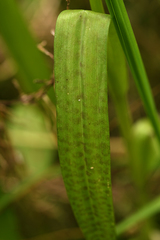 Dactylorhiza fuchsii