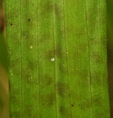 Dactylorhiza fuchsii