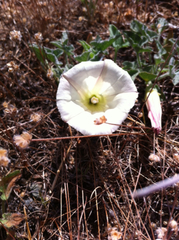 Calystegia collina oxyphylla