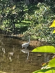 Ardea alba