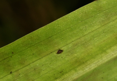 Dactylorhiza fuchsii