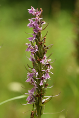 Dactylorhiza fuchsii