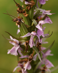 Dactylorhiza fuchsii