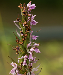 Dactylorhiza fuchsii