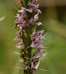 Dactylorhiza fuchsii