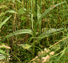 Dactylorhiza fuchsii