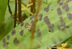 Dactylorhiza fuchsii