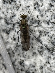 Liancalus virens