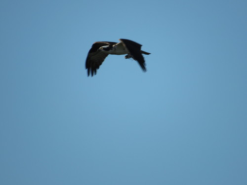 Osprey