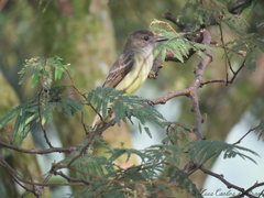 Myiarchus ferox