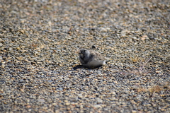 Thinocorus rumicivorus