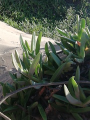 Carpobrotus dimidiatus