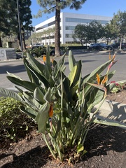 Strelitzia