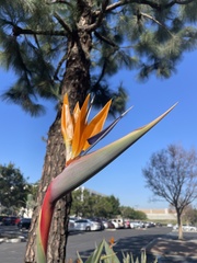 Strelitzia