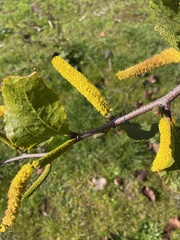 Acacia denticulosa
