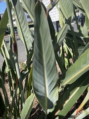 Strelitzia